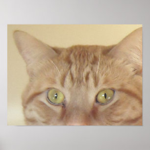 Orange Tabby Cat Poster