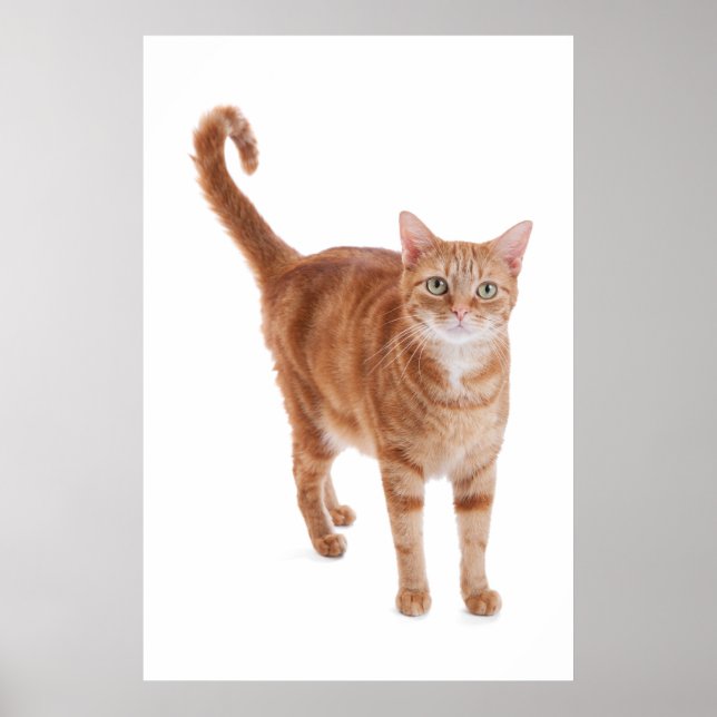 Orange Tabby Cat Poster (Front)