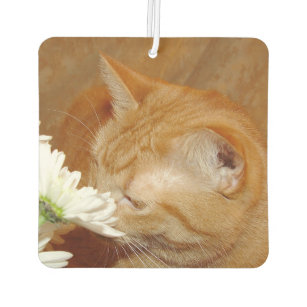 Tabby Car Air  Fresheners  Zazzle