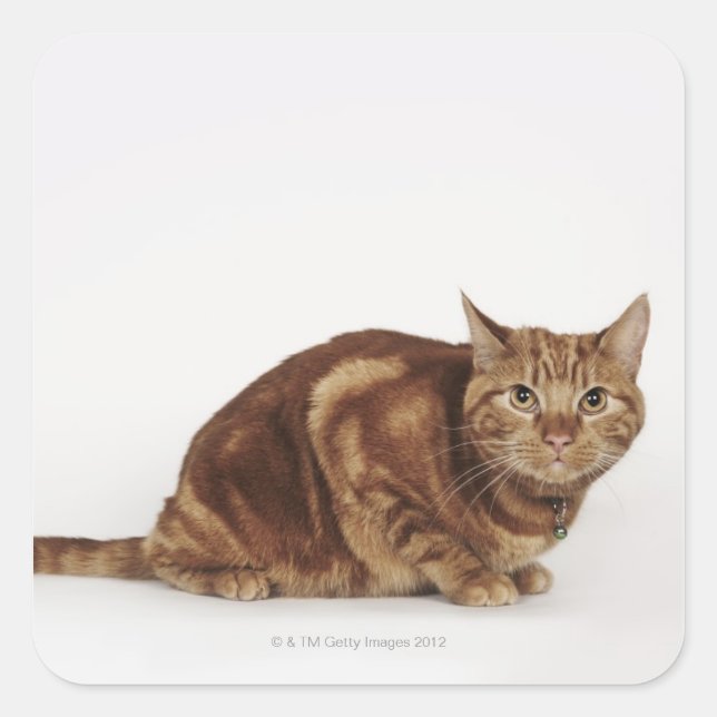 Orange Tabby cat Square Sticker (Front)