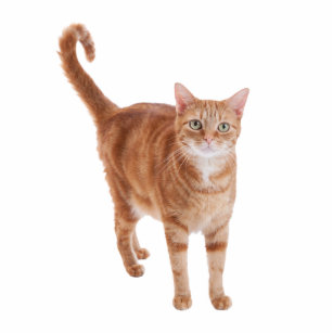 Orange Tabby Cat Standing Cutout