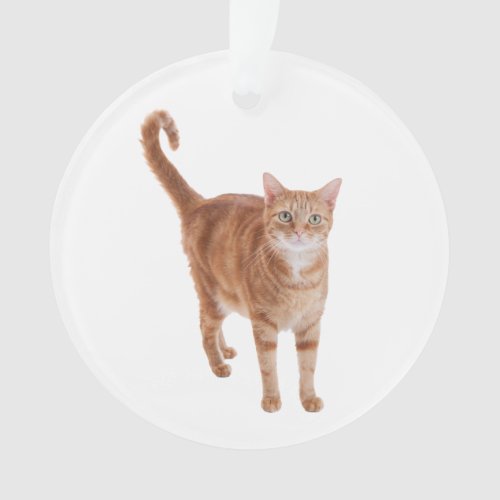 Orange Tabby Cat Standing Ornament