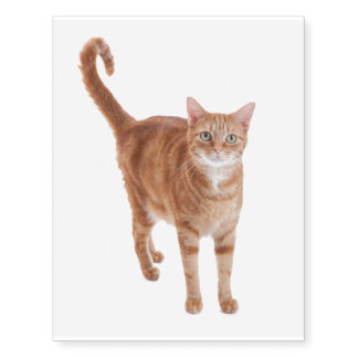 Orange Tabby Cat Temporary Tattoos