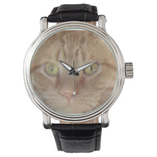 Orange Tabby Cat Watch