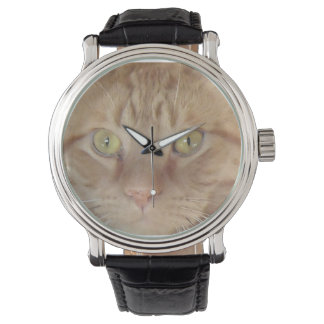 Orange Tabby Cat Watch