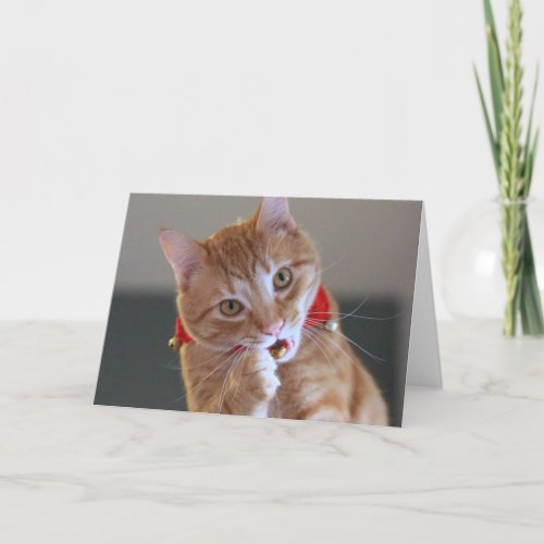 Orange Tabby Cat Wearing Red Christmas Collar Holiday Card
