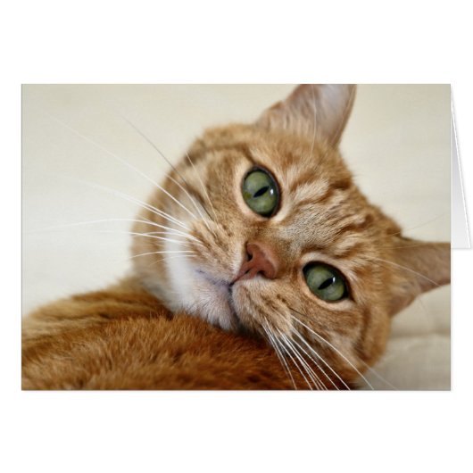 Orange Tabby Cat with Green Eyes Cards (Front Horizontal)