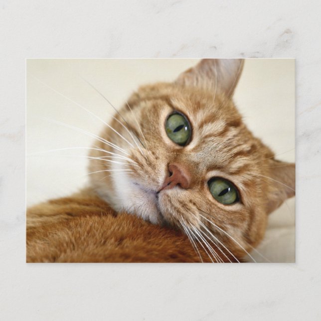Orange Tabby Cat with Green Eyes Postcard (Front)