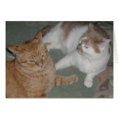 Orange Tabby Cats (Front Horizontal)