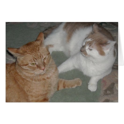 Orange Tabby Cats Cards (Front Horizontal)