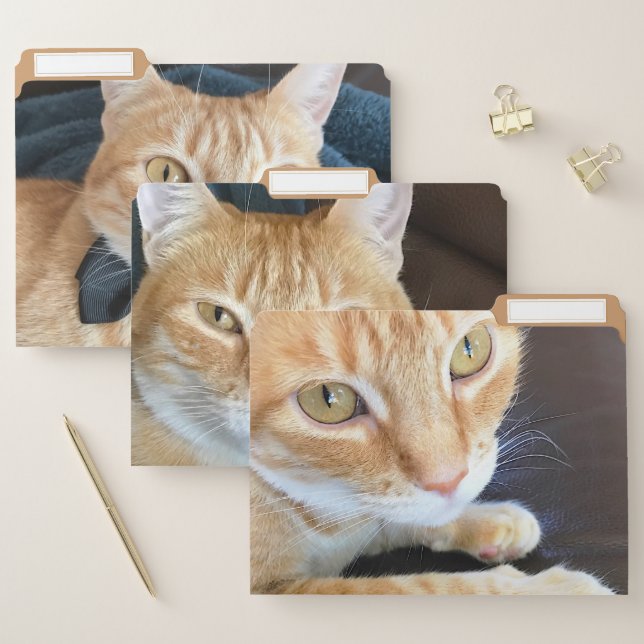 Orange tabby cats file folder (Set)