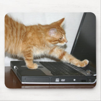 Orange tabby computer mouse pad