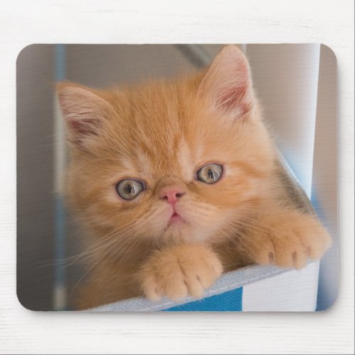 Orange Tabby Exotic Short Haired Kitten Mouse Pad