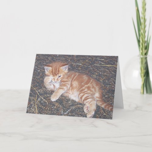 Orange Tabby Feral Kitten Card