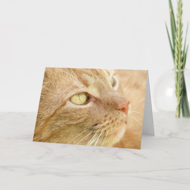 Orange Tabby Greeting Card (Front)
