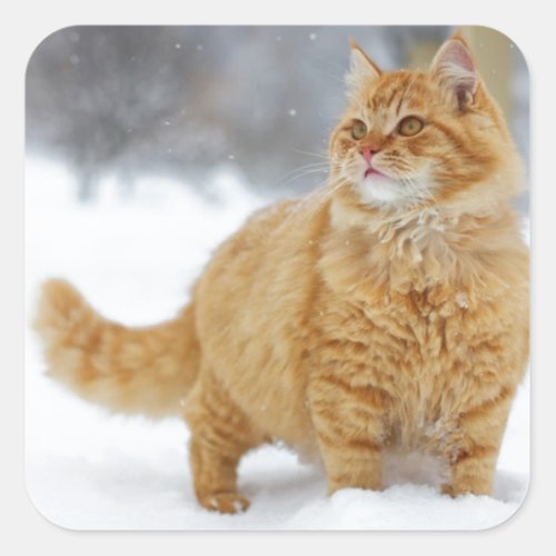 Orange Tabby in the snow Square Sticker