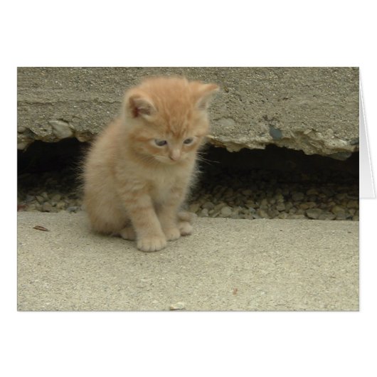 Orange Tabby Kitten Cards (Front Horizontal)