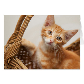 Orange Tabby Kitten Cards