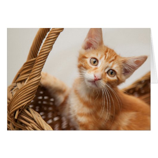 Orange Tabby Kitten Cards (Front Horizontal)