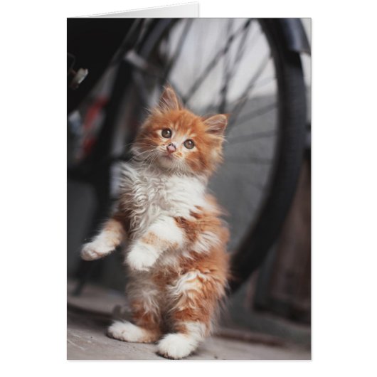 Orange Tabby Kitten Cards (Front)