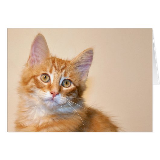Orange tabby kitten cards (Front Horizontal)