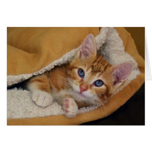 Orange Tabby Kitten in Bed Cards (Front Horizontal)