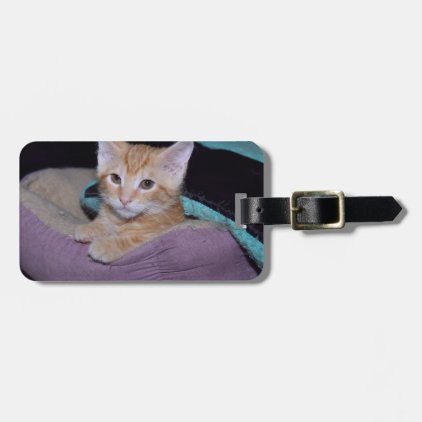 ORANGE TABBY KITTEN LUGGAGE TAG