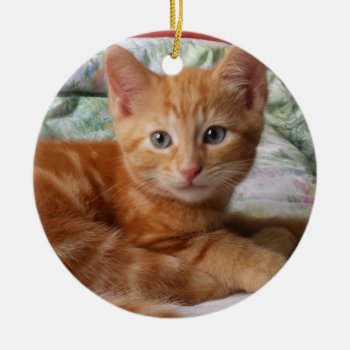Orange Tabby Kitten Ornament by Melt_Your_Heart_MEOW at Zazzle