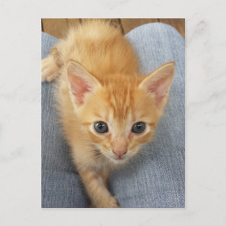 Orange tabby kitten postcard