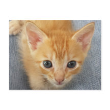 Orange tabby kitten