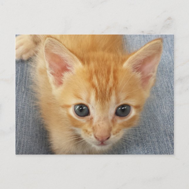 Orange tabby kitten postcard (Front)