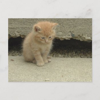 Orange Tabby Kitten Postcard by Incatneato at Zazzle