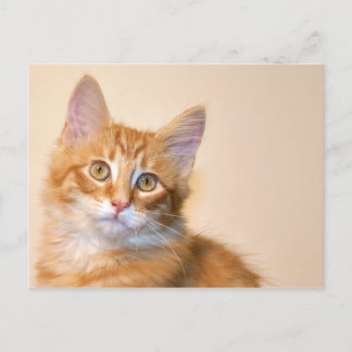 Orange tabby kitten postcard
