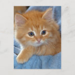 Orange Tabby Kitten Postcards