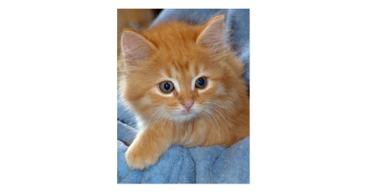 Orange Tabby Kitten Postcards Zazzle Com