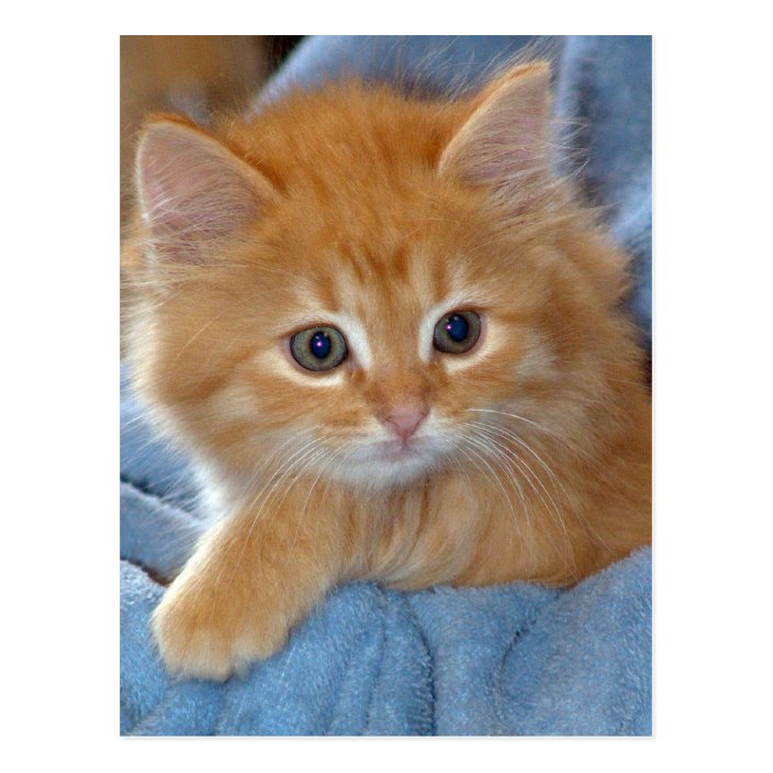 a tabby kitten