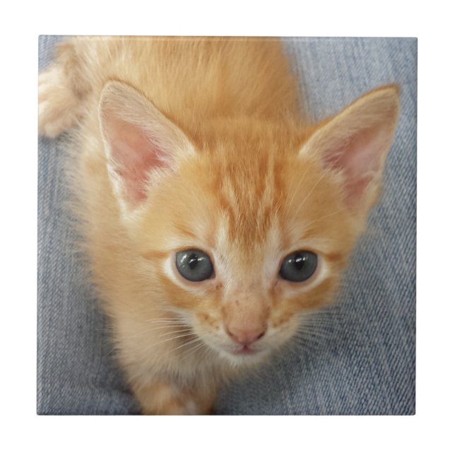 Orange tabby kitten tile (Front)