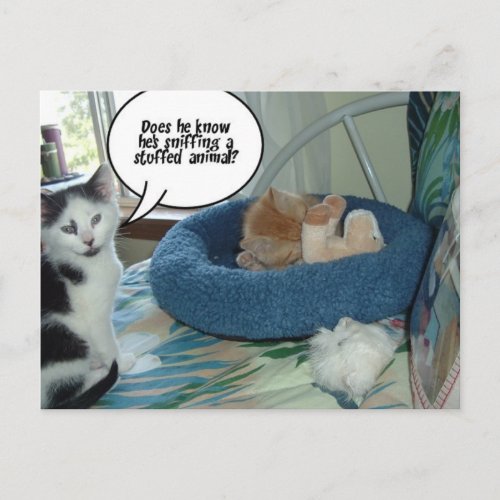 Orange Tabby Kitty Cat Postcard