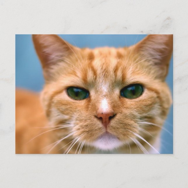 Orange Tabby Kitty Kitten Cat Postcard (Front)