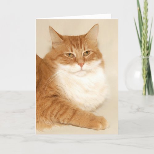 Orange tabby Santa Holiday Card