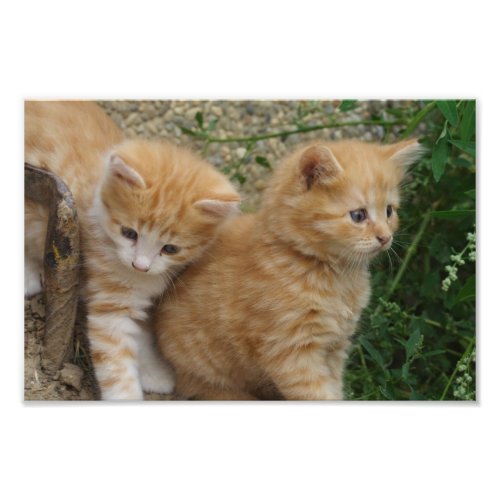 Orange Tabby Siblings Photo Print