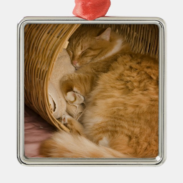 Orange tabby sleeping in hamper metal ornament (Front)