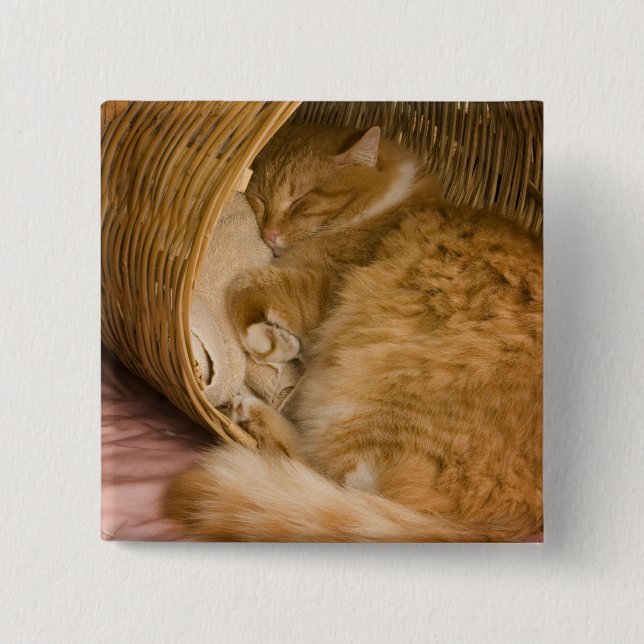 Orange tabby sleeping in hamper pinback button (Front)