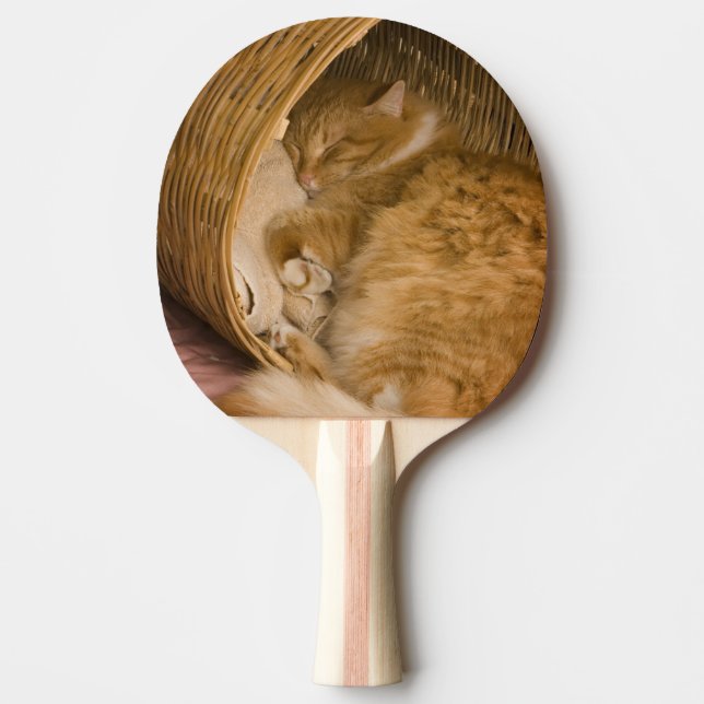 Orange tabby sleeping in hamper Ping-Pong paddle (Front)