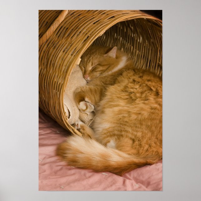 Orange tabby sleeping in hamper poster (Front)