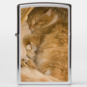Orange tabby sleeping in hamper zippo lighter