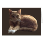Orange tabby with white cat (Front Horizontal)