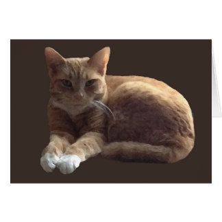 Orange tabby with white cat cards