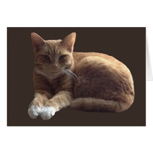 Orange tabby with white cat cards (Front Horizontal)