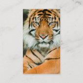 Orange Tiger Business Card (Back)